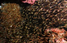 Bali 2016 - Golden sweeper - Poisson hachette nain - Parapriacanthus ransonneti - IMG_6000_rc